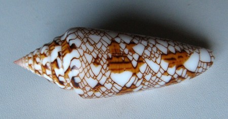 Conus bengalensis f. sumbawaensis, (Verbinnen, 2022) NEW